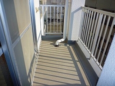 �I�[�Z���g�r��