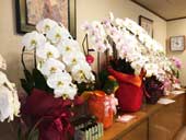 �Z�V�] �����ꉮ �m�H���X �j���[�Ƃ�